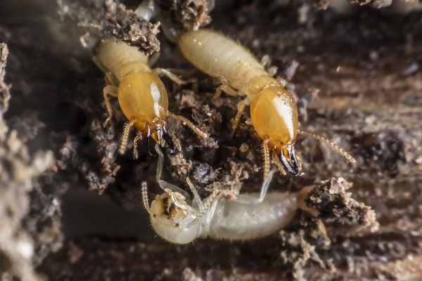 Property Termite Inspection