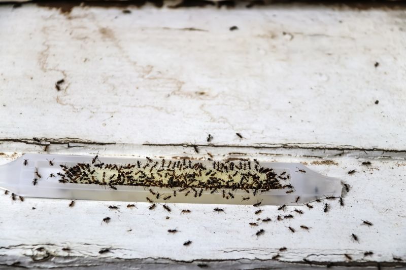 Ant Control Service in Arlington, TX
