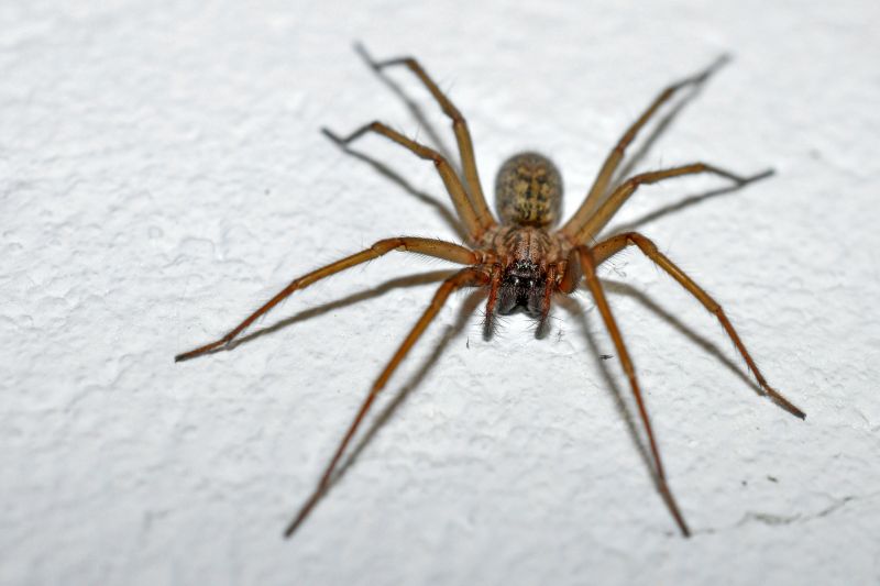 Brown Recluse Extermination in Katy, TX