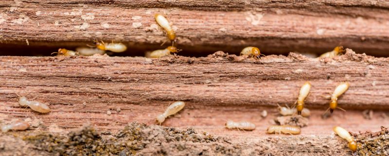 Early Warning Signs Of A Termite Infestation
