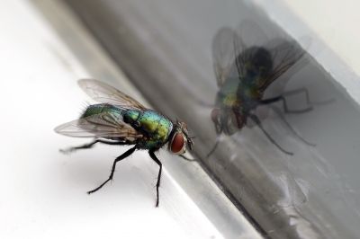 Fly Infestation Extermination in Fort Worth, TX