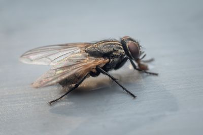 Fly Pest Control in Frisco, TX