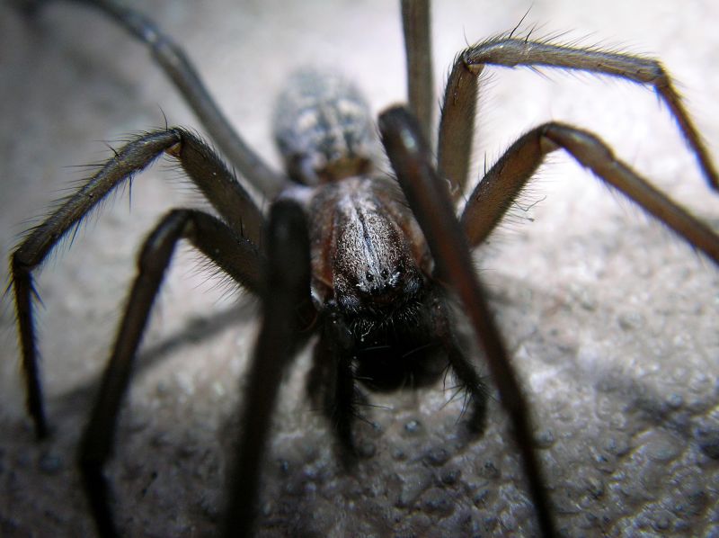Hobo Spider Extermination in Katy, TX