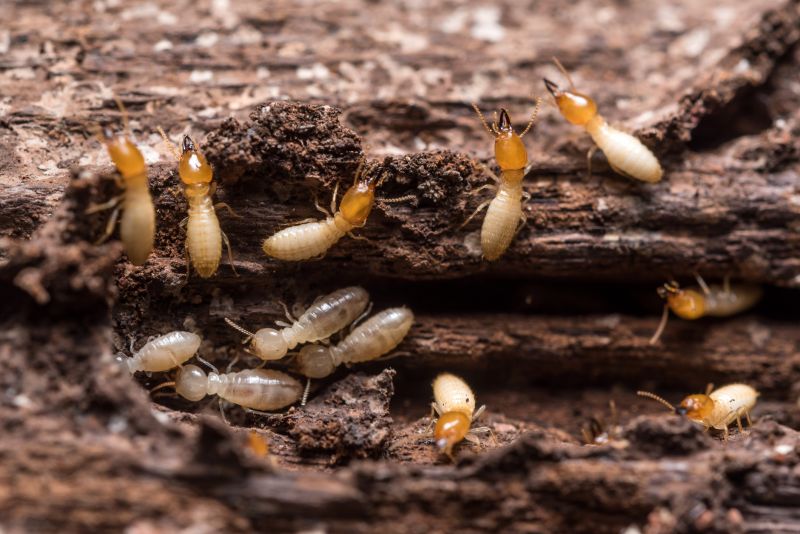 How Termites Enter Homes And Commercial Structures