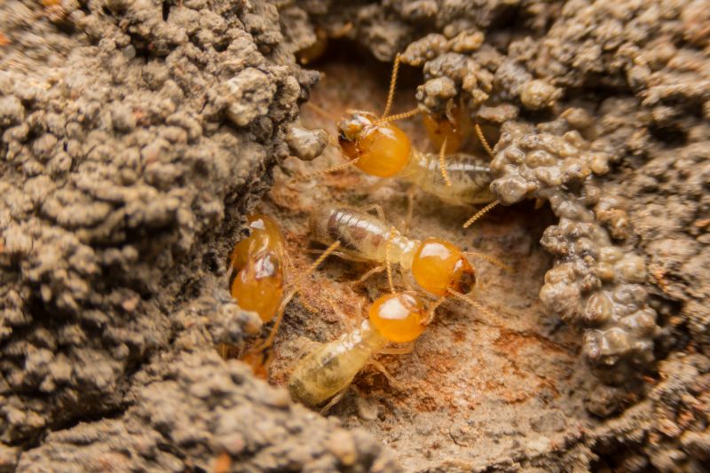 How Termites Threaten Commercial Buildings And Structures