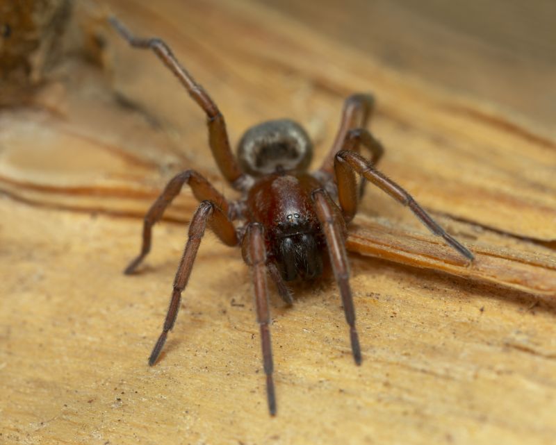 Mouse Spider Extermination in New Braunfels, TX
