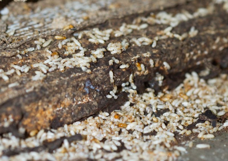 Preventing Termite Infestations In Offices, Warehouses, And Retail Spaces