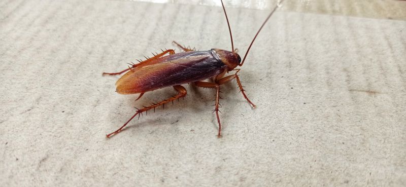 Roach Fumigation in Columbus, OH