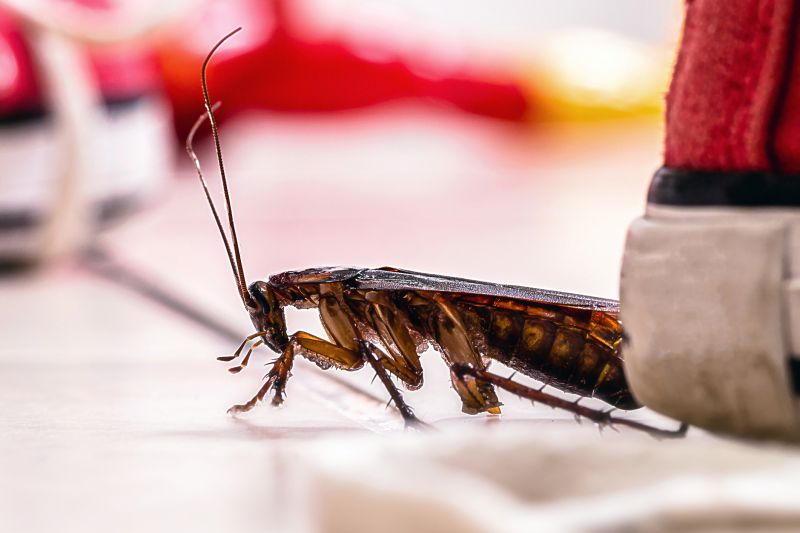 Roach Fumigation in West Palm Beach, FL
