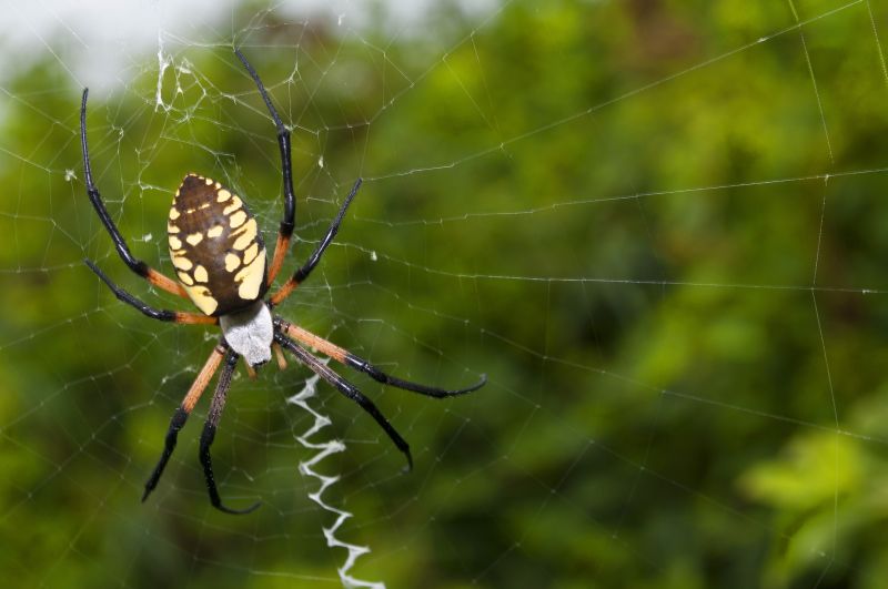 Spider Fumigation Service in Naperville, IL