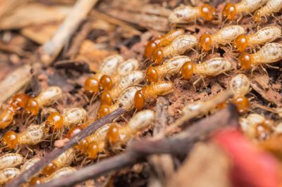Termite Infestation Service in Katy, TX