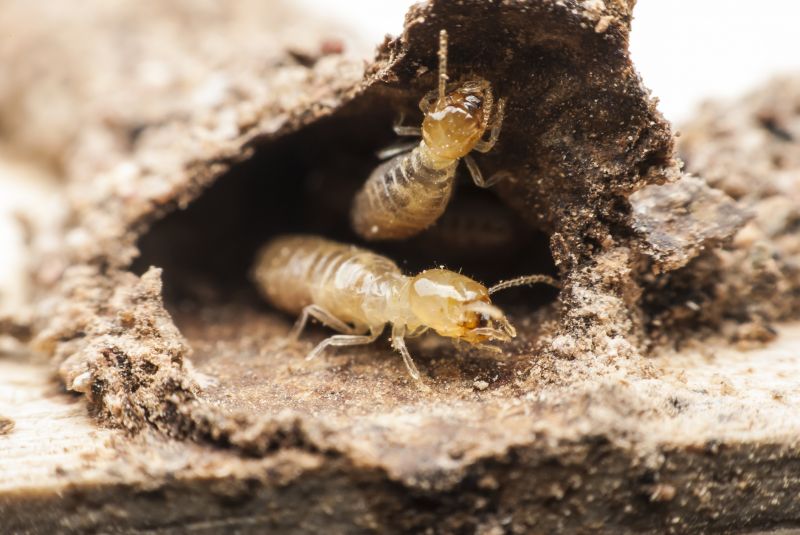 Termite Service in Katy, TX