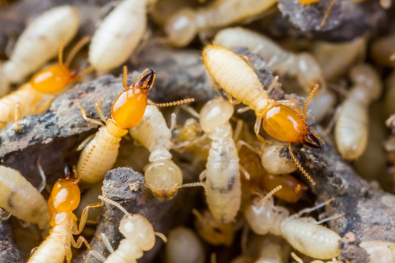 Termite Tenting in Fort Myers, FL