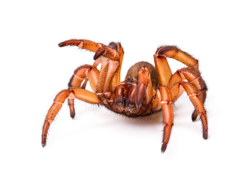 Trapdoor Spider Removal in Fort Worth, TX