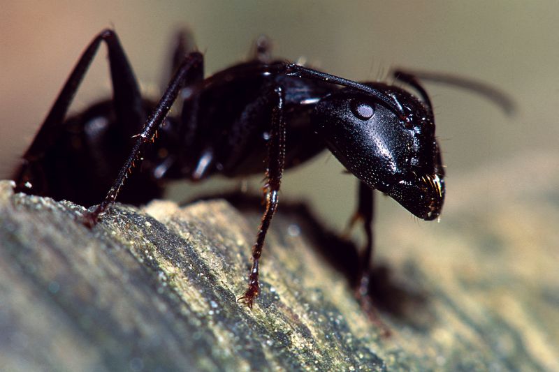 Velvet Ant Extermination in Mckinney, TX