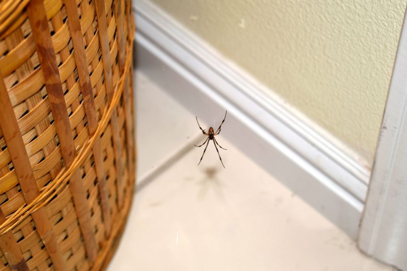 Wolf Spider Removal in New Braunfels, TX