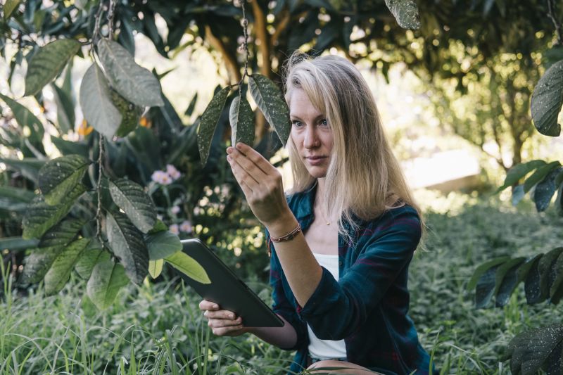 WDO Inspection Service